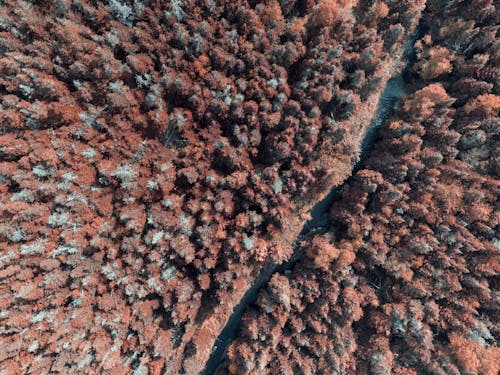 Drone Shot of a Road Between Trees