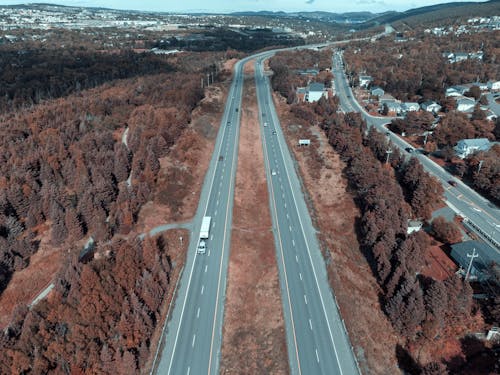 Ingyenes stockfotó barna fák, barna levelek, beton témában