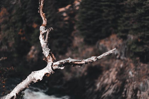 Close-up Photo of a Tree Branch