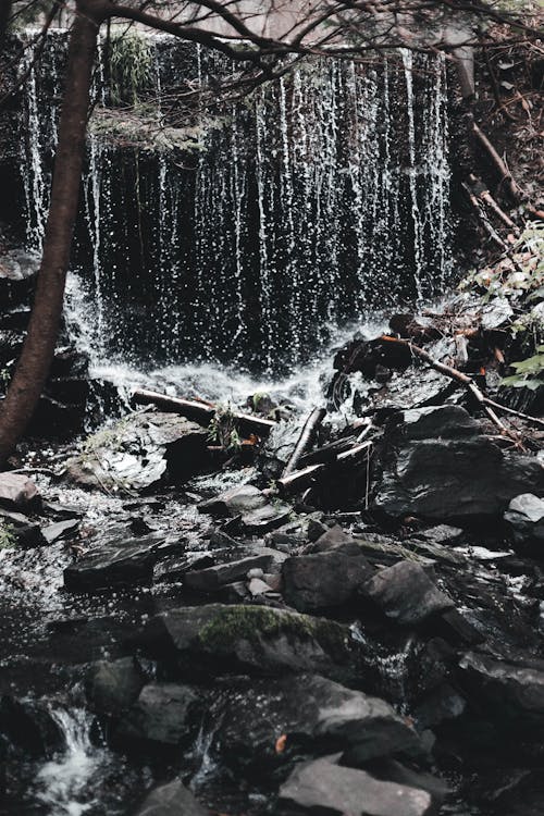 Foto d'estoc gratuïta de arbre, cascada, fluint