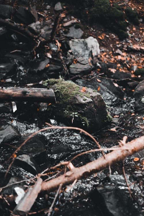 Free A tranquil scene of a forest stream with mossy rocks and fallen branches. Stock Photo
