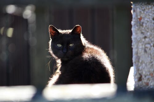 Free stock photo of black, cat