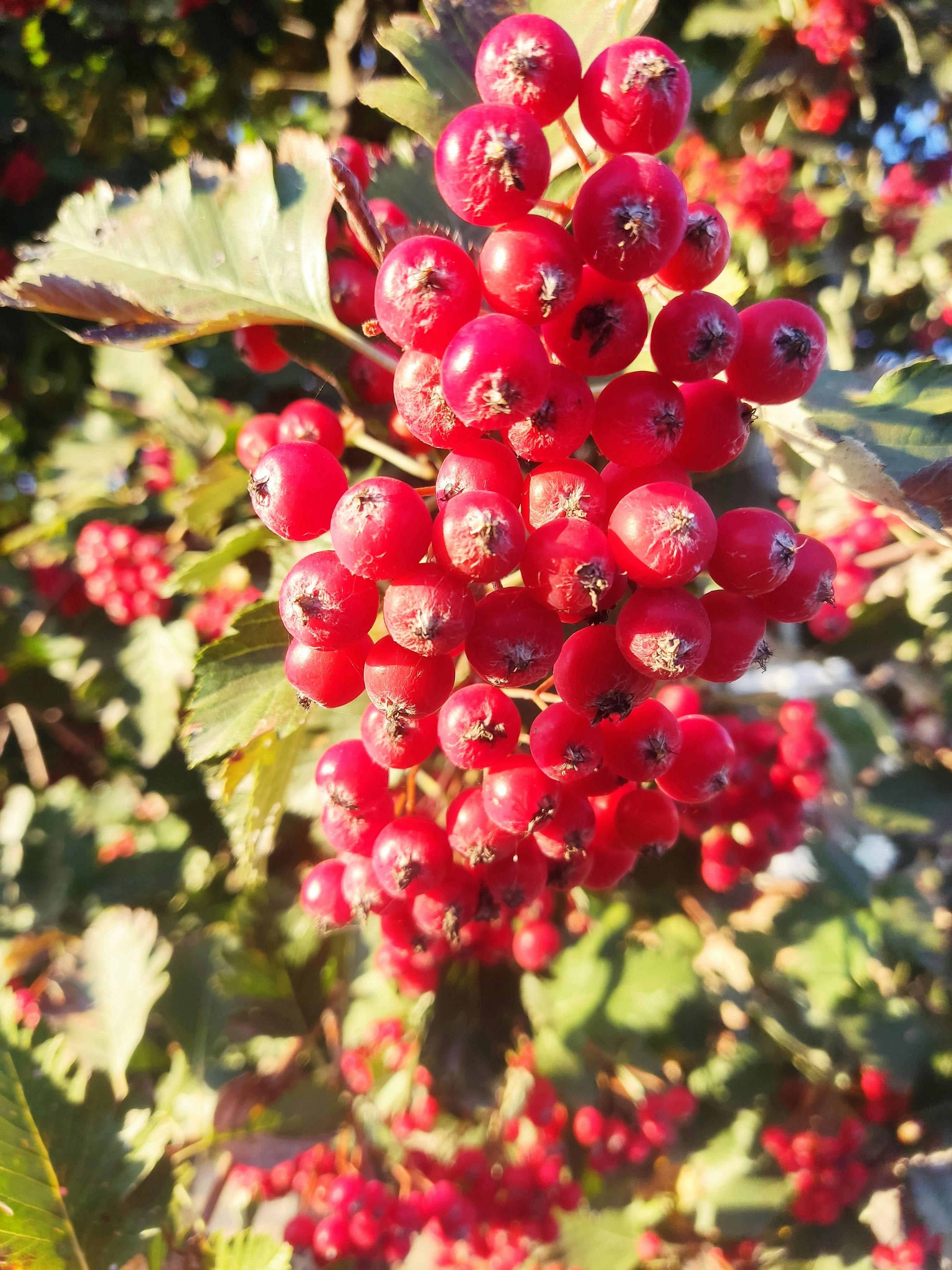 Imported machinery and equipment