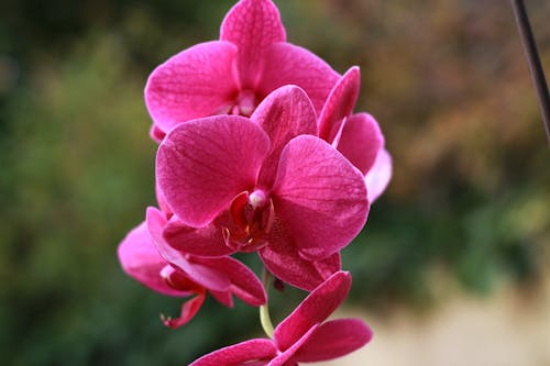 Free stock photo of beautiful flowers, orchid