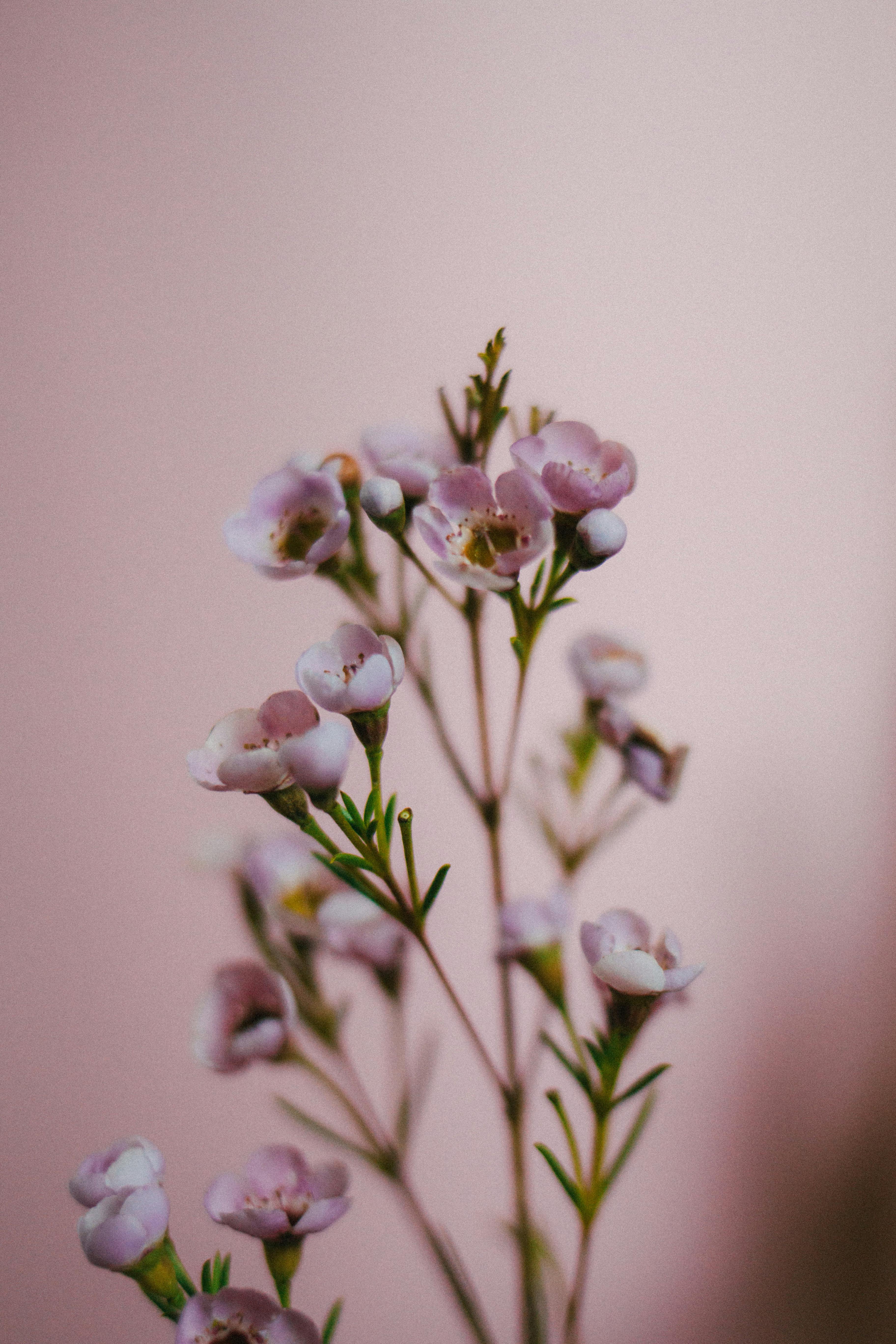 Close-up of elegant pink flowers on delicate stems with a soft pink background.