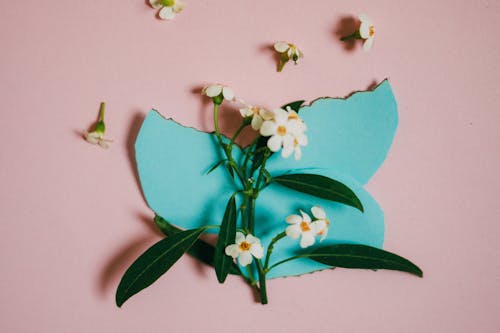 Kostenloses Stock Foto zu aufsicht, blumen, flatlay