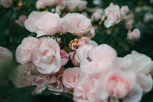 免費 植物群, 特寫, 玫瑰 的 免費圖庫相片 圖庫相片