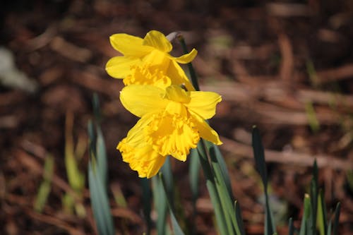 Free stock photo of flower garden, yellow flower