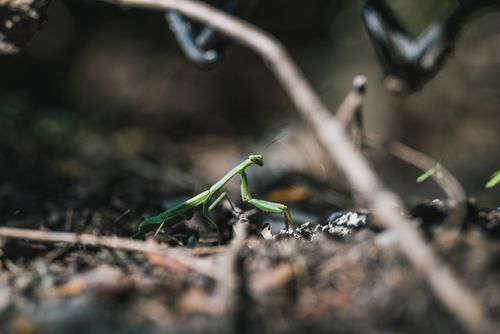 Free A close-up view of a praying mantis on the forest floor, displaying its distinctive green color. Stock Photo