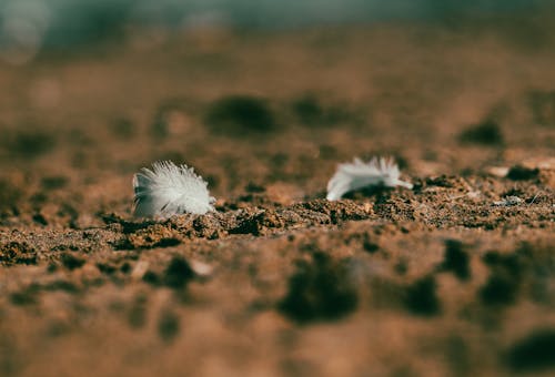 Close-up of Feathers on the Ground