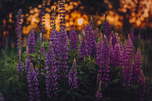 Photo De Mise Au Point Peu Profonde De Lupins