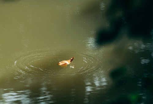 Darmowe zdjęcie z galerii z fale wody, latający, liść