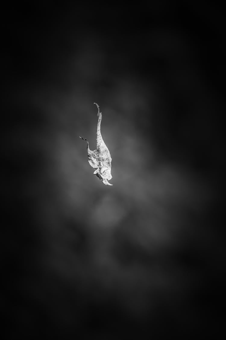 Black And White Shot Of A Falling Leaf