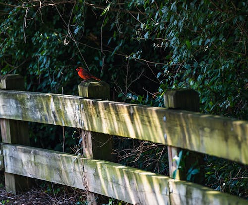 Red Bird Perched  on Brown Wooden Fence