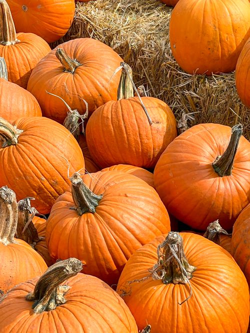 Free A vibrant display of orange pumpkins on straw bales, capturing the essence of fall. Stock Photo