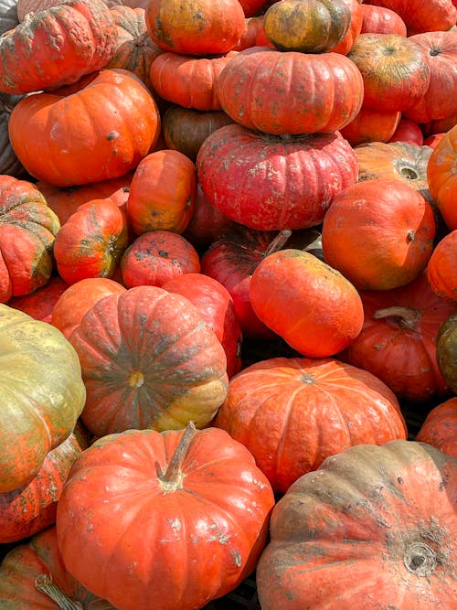 Free Photo of a Pumpkin Lot Stock Photo