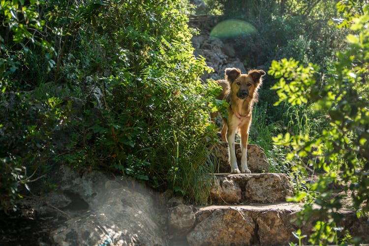 Dog At A Stairs