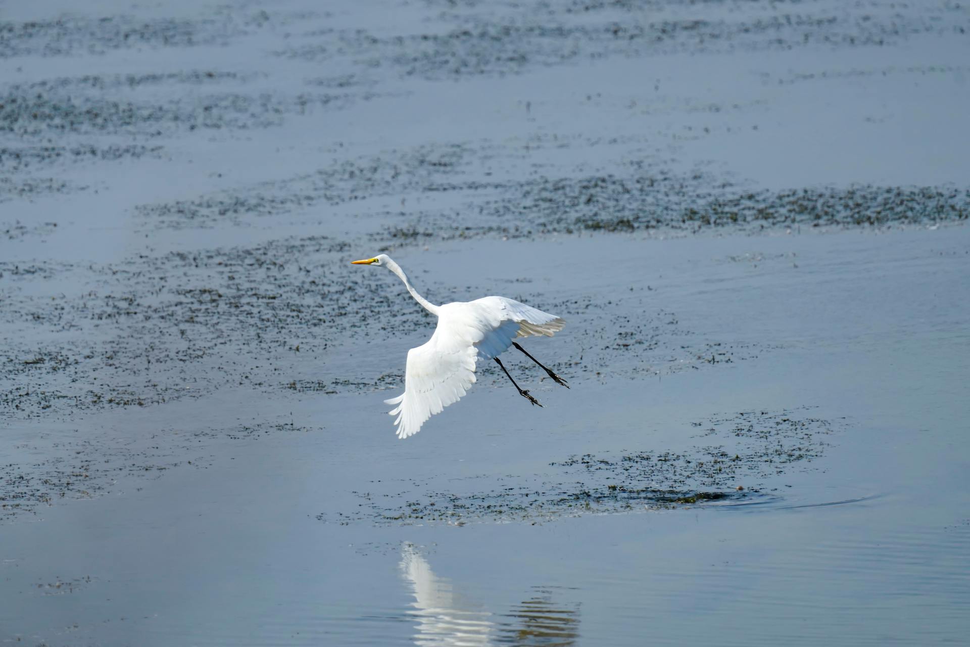 A graceful egret in flight over reflective marsh waters, showcasing its elegance.