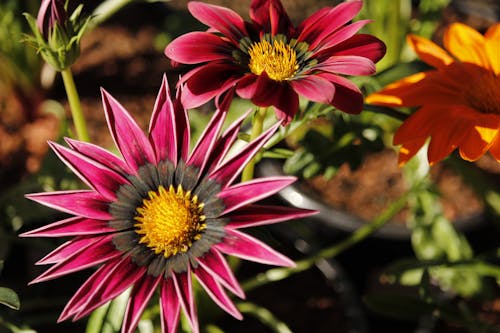 Základová fotografie zdarma na téma detail, flóra, gazania rigen