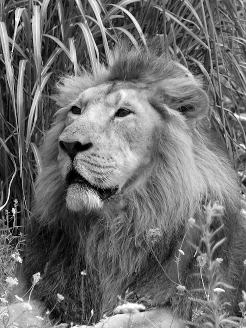 Grayscale Photo of a Lion Resting on Grass