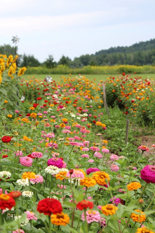 Gratuit Imagine de stoc gratuită din centrale, floare, floră Fotografie de stoc