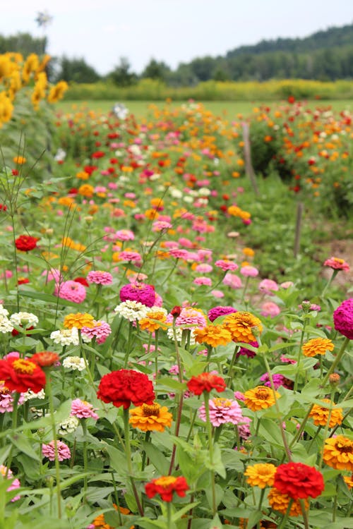 Free Flowers in a Garden Stock Photo