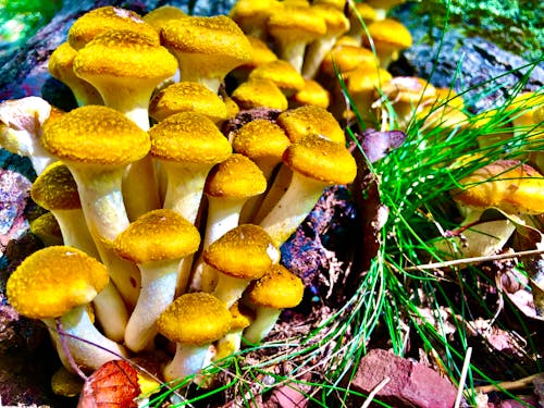 Free Brown Mushrooms on Green Grass Stock Photo