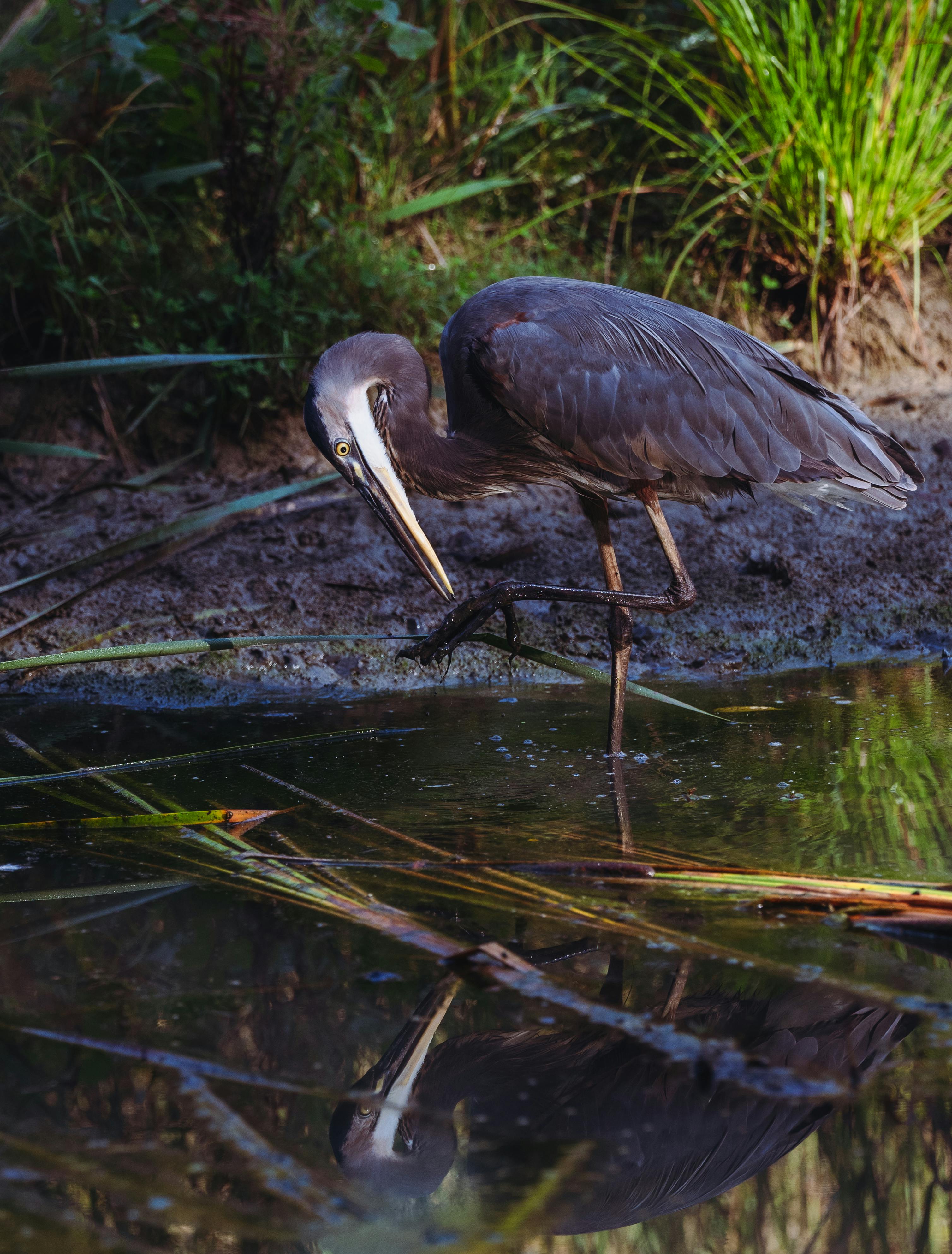 Foto de stock gratuita sobre animal, aves acuáticas, fotografía de aves ...