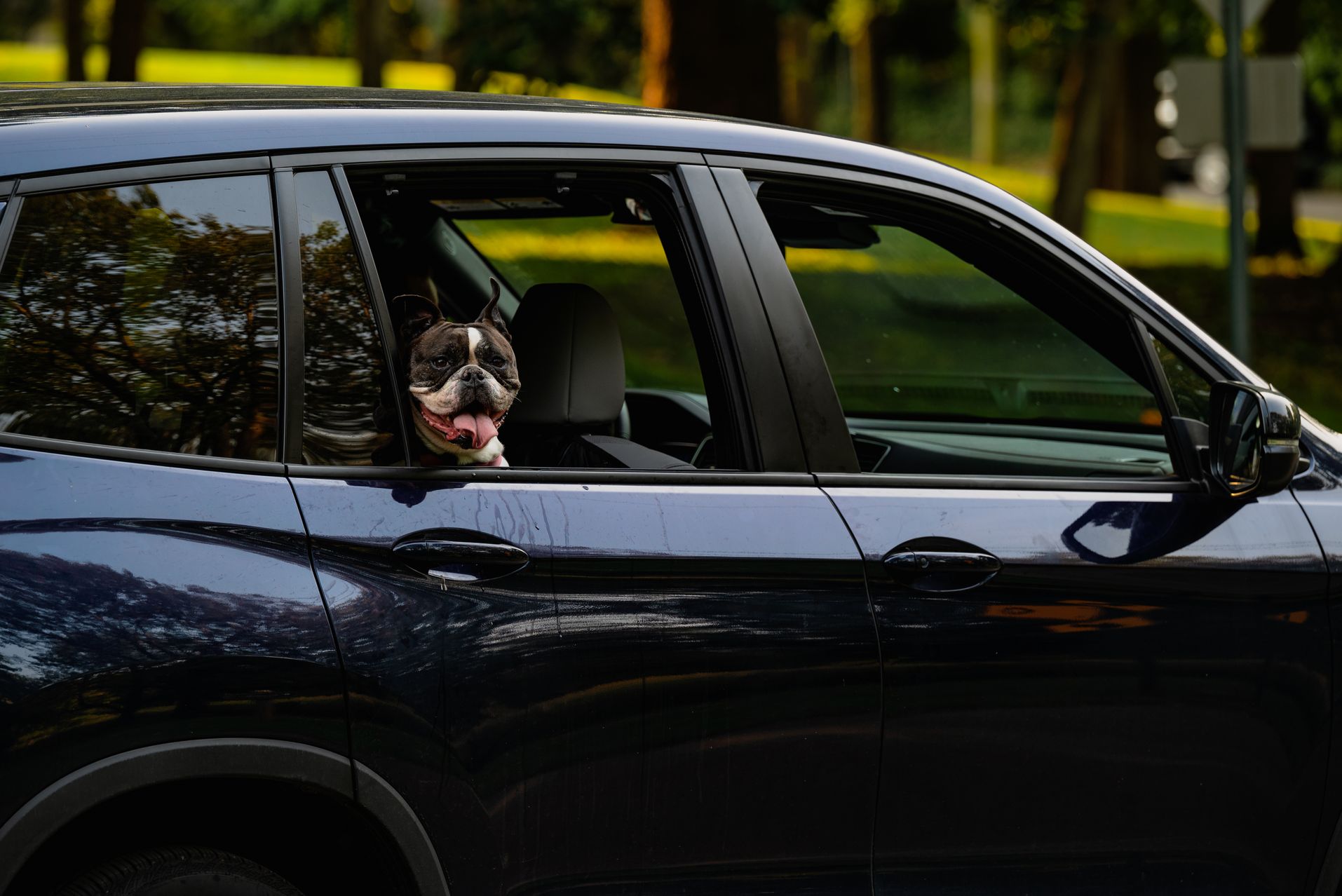 Understanding Boston Terrier Size Chart for Healthy Growth