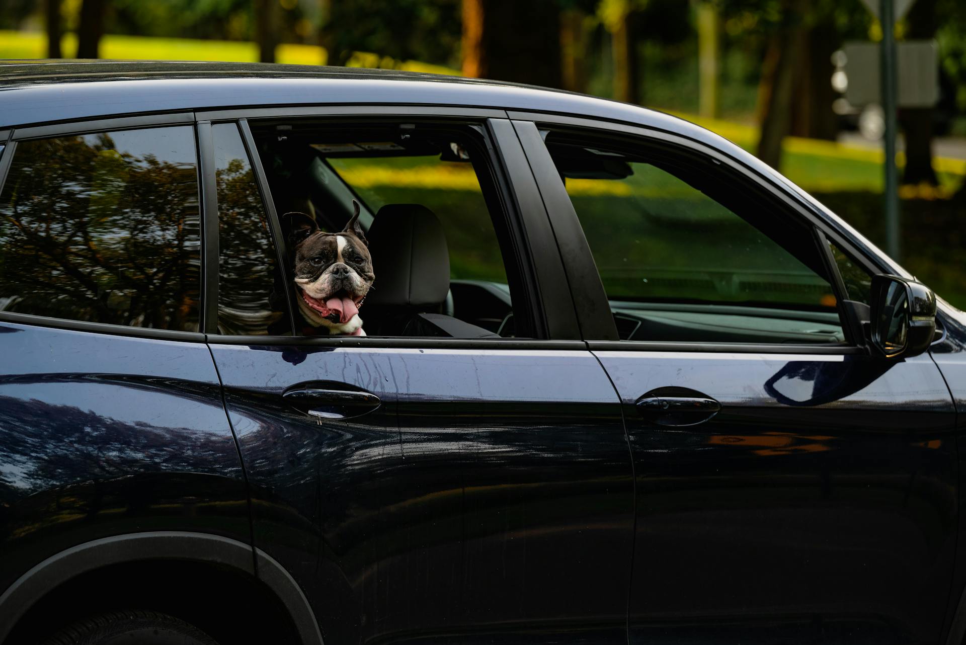 A Boston Terrier Dog Riding in a Black Car