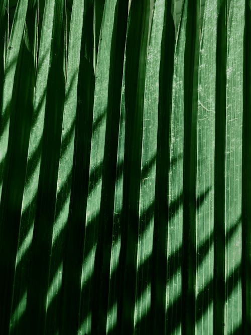 Shadow on a Leaf