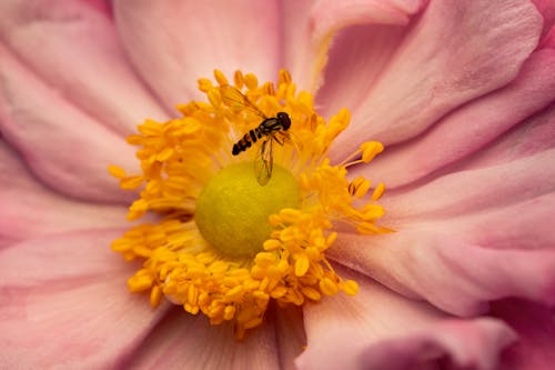 Gratis Immagine gratuita di ali, ape, appollaiato Foto a disposizione