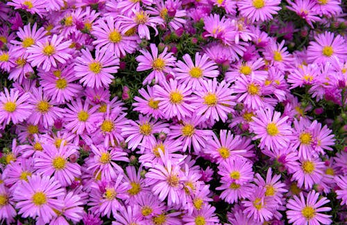 Close Up Photo of Purple Flowers