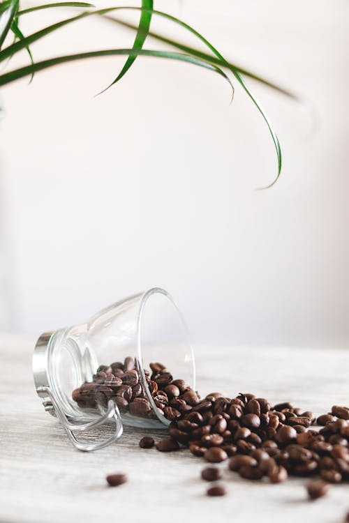 無料 こぼれたコーヒー豆の写真 写真素材
