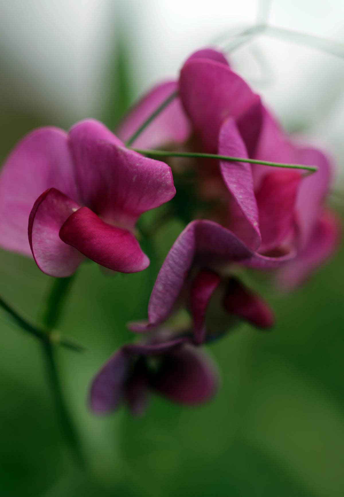 A barista pouring latte art into a cup of coffee, similar to a mushroom latte