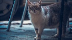 一只可爱的家猫站在人行道上，周围摆满了金属家具