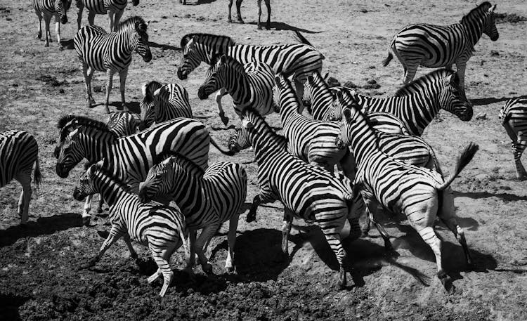 A Grayscale Photo Of Zebras Running On The Ground