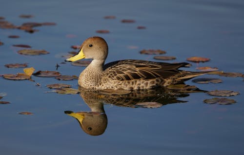 South Georgia Pintail on Water