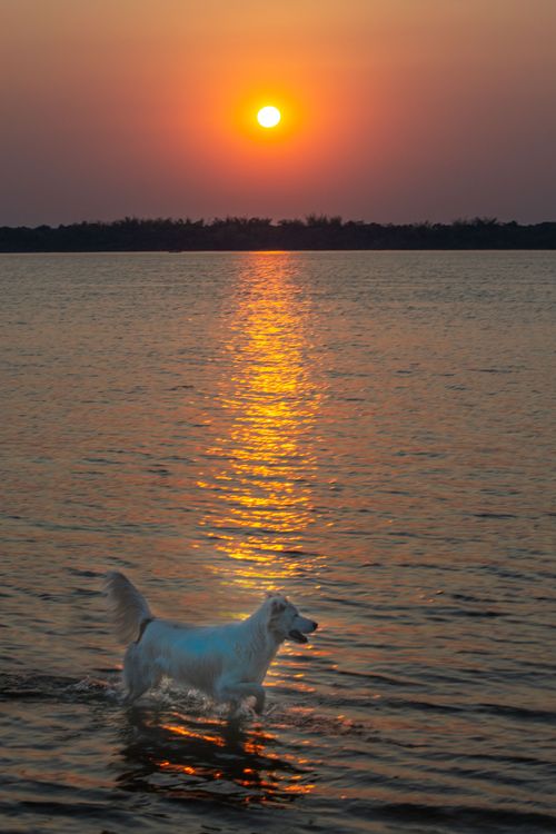 Free stock photo of atardecer, dog portrait, river water Stock Photo