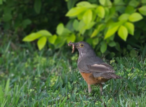 Free stock photo of earthworm, feeding, fowl Stock Photo