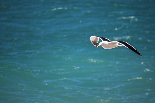 Free A seagull in flight over the vibrant blue ocean of Santa Cruz, Argentina. Stock Photo