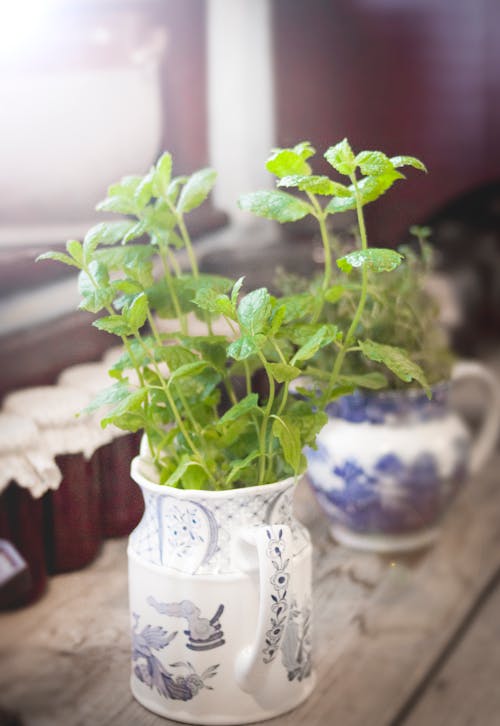 mint plant in a small pitcher