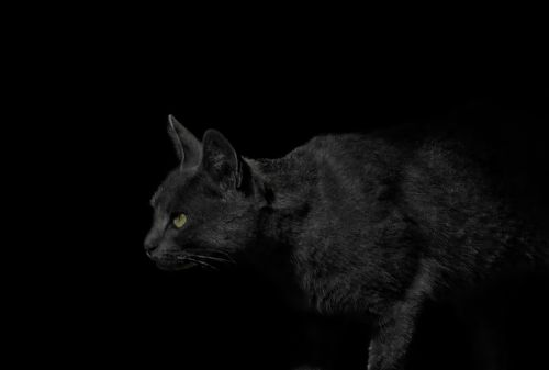 Free stock photo of attack, cat, darkness Stock Photo