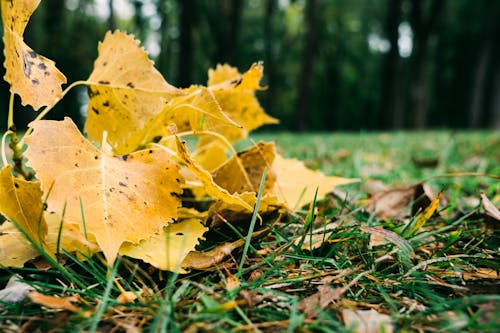 Fallen Leaves on Green Grass