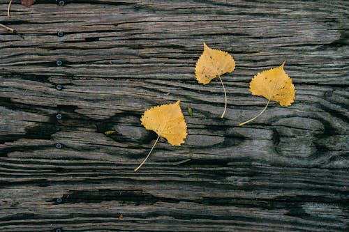 Fotobanka s bezplatnými fotkami na tému breza, cvik plank, jeseň