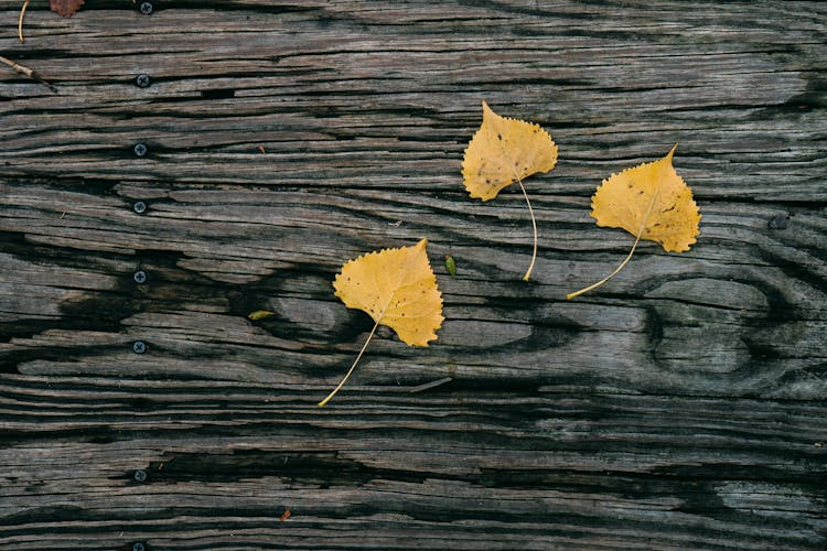 Yellow Birch Leaves On A Gray Wood Plank