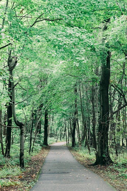 A Road Between Green Trees