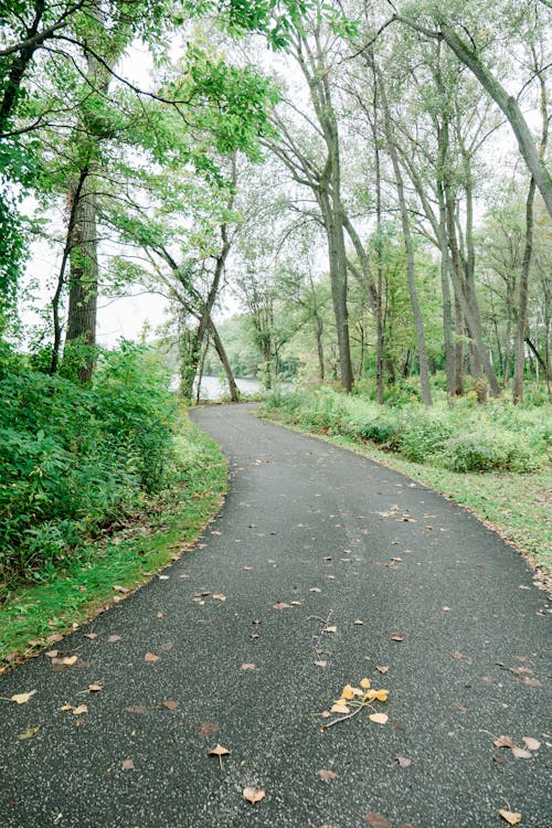 Paved Walkway Between Trees