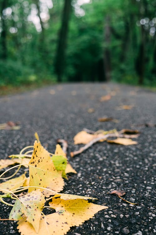 A Yellow Maple Leaves on a Concrete Road