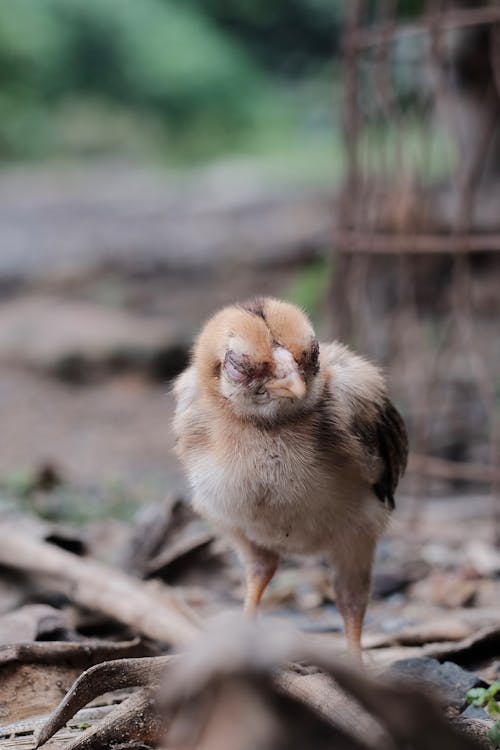 チキン, ひよこ, 動物の無料の写真素材